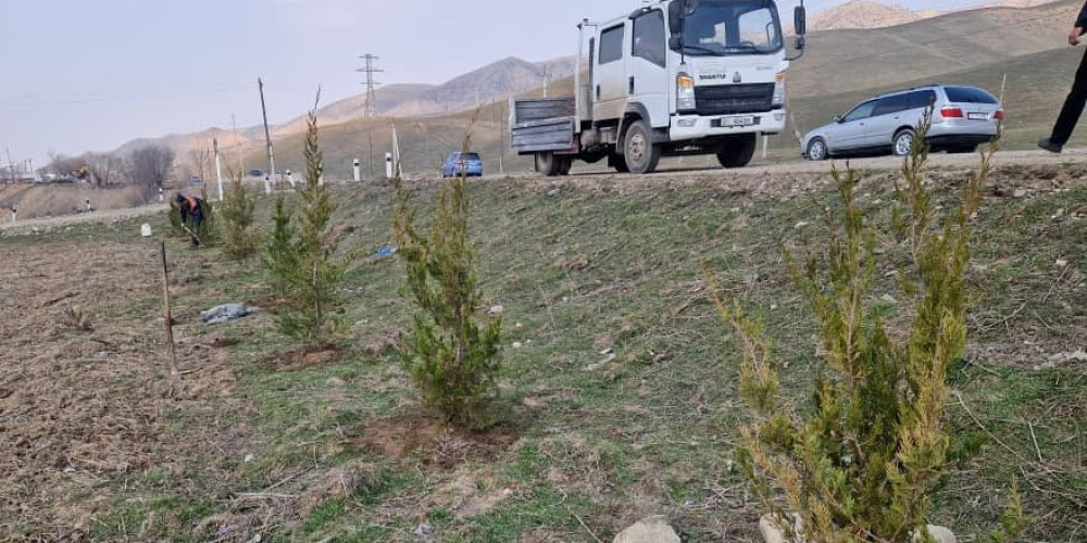 Ош – Баткен – Раззаков унаа жолунун жээгине көчөттөр отургузулууда