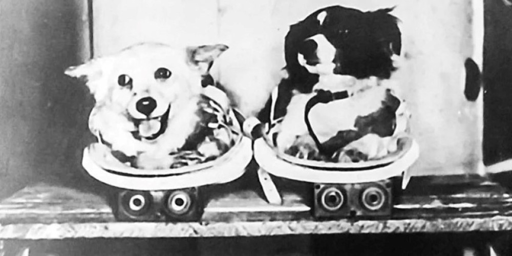 22 июля 1951 года: первые советские собаки покорили космос