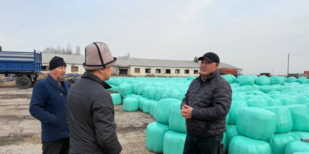 Кыргыз асыл тукум мамлекеттик заводунда силос даярдоо иштери күч алды
