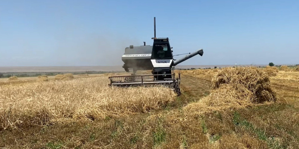 В Кадамжайском районе началась уборка ячменя: урожайность достигает 4,2 тонны с гектара