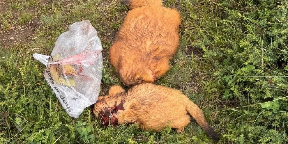 Чүйдө мыйзамсыз эки суурду аткан жаранга 10 миң сом айып салынды