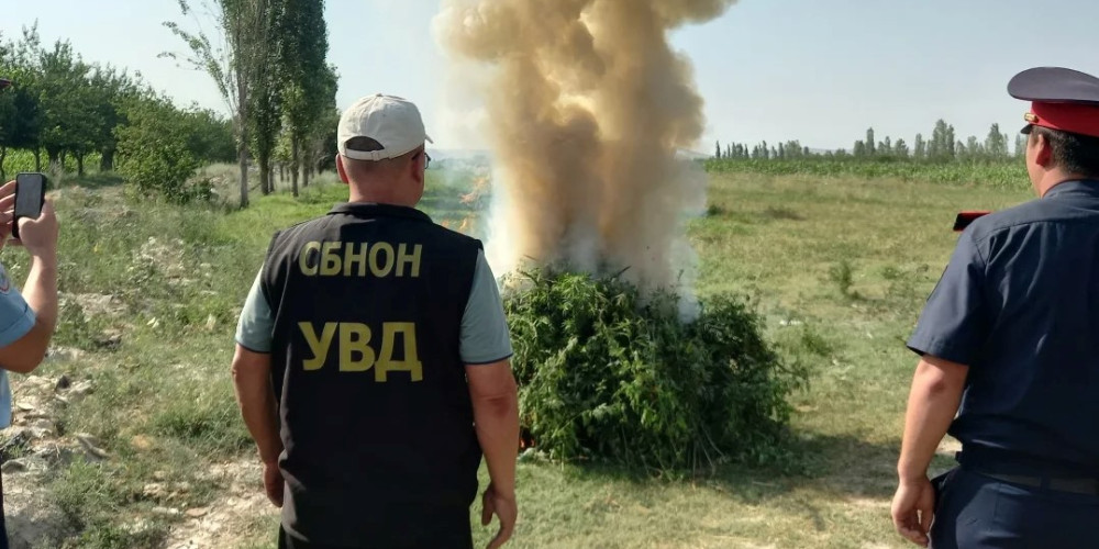 В Баткенской области уничтожили 3,4 тонны дикорастущей конопли