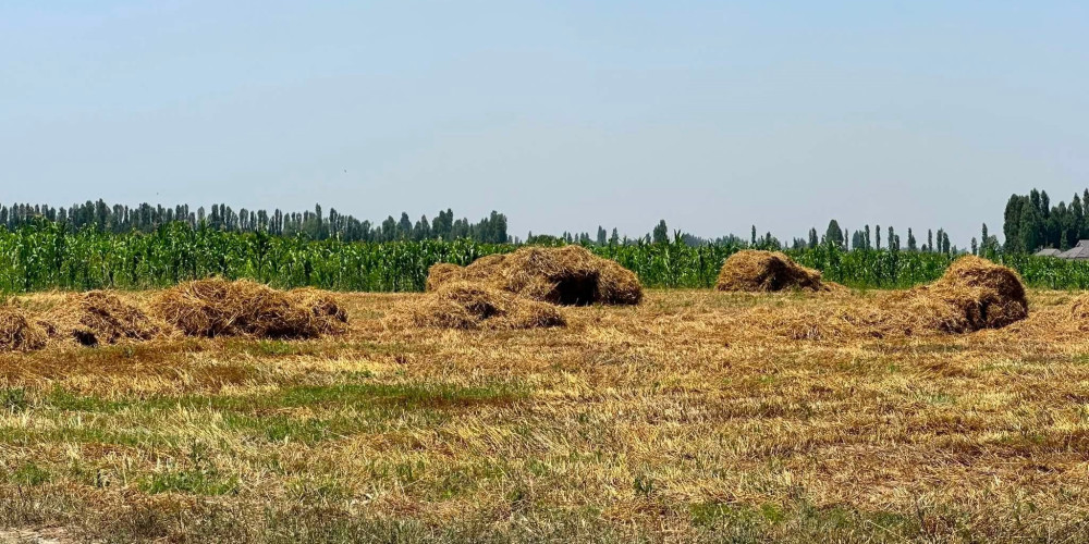 Баткен облусунда быйылкы түшүмдү жыйноо өнөктүгү активдүү уланууда