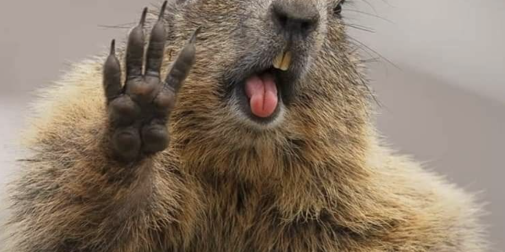 Ысык-Көлдүн аймагында 8 миңден ашык суур катталды