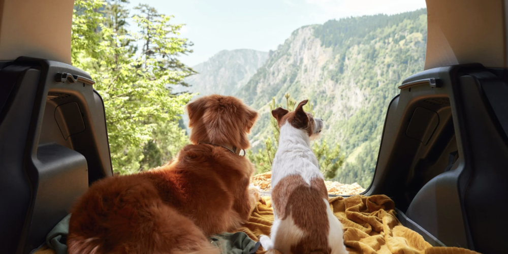 Кыргызстан только осваивает pet-friendly туризм: что мешает отелям принимать гостей с животными