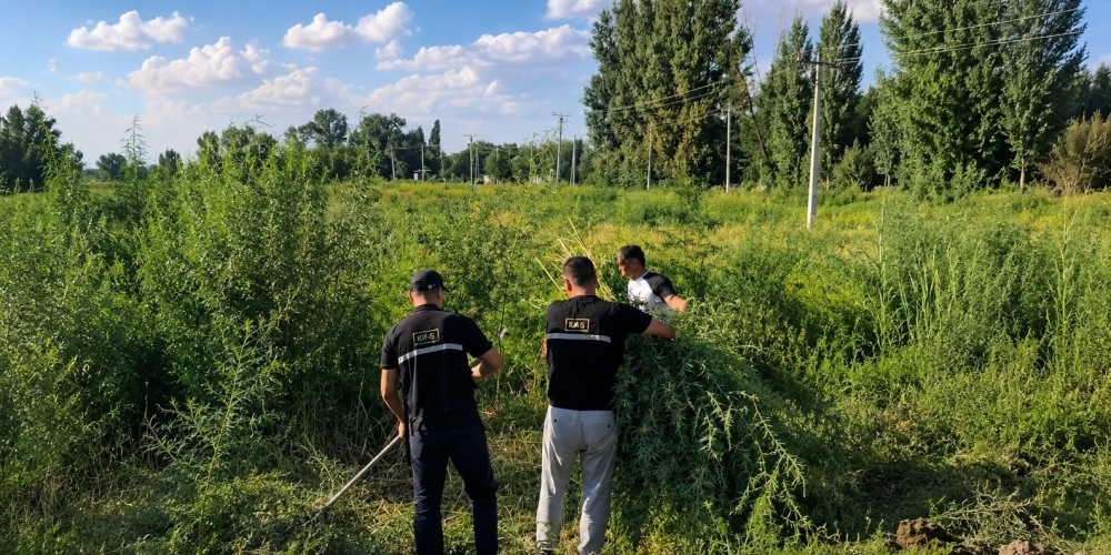 В Аламудунском районе уничтожили дикорастущую коноплю