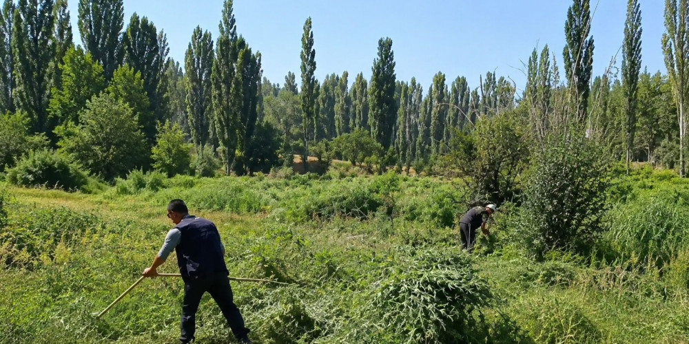 Жалал-Абад облусунда «Кара-Куурай» иш-чарасы өткөрүлдү