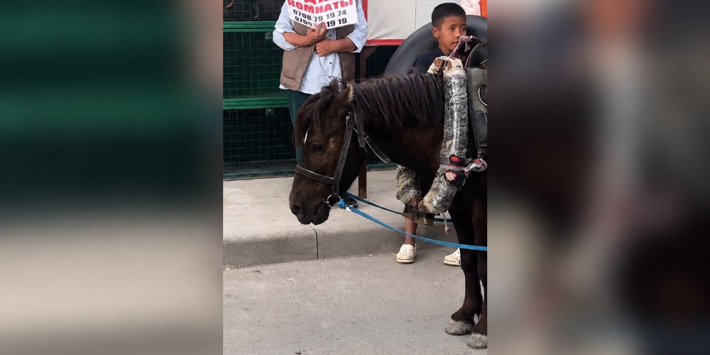 На пляже в Балыкчы пожаловались на истощенную пони, которую запрягают в тележку с людьми