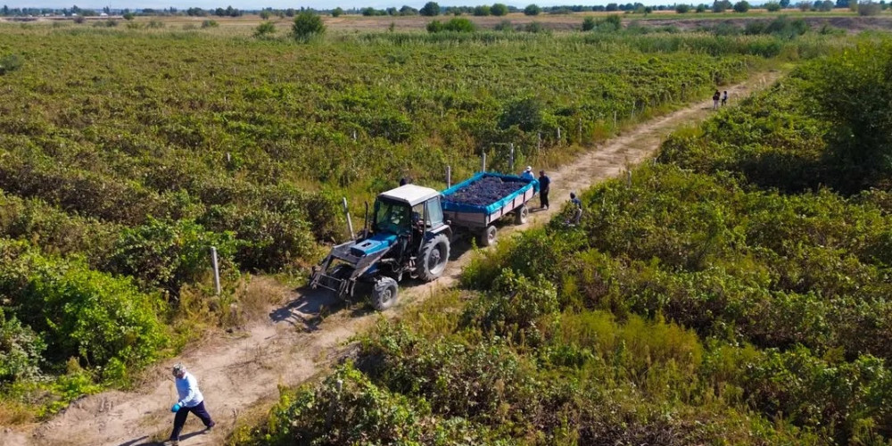 «Винивин» собрал более 950 тонн винограда – в 6,7 раза больше прошлогоднего урожая