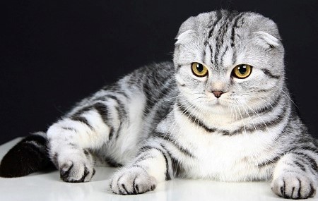 Эксперты призвали запретить разведение шотландских вислоухих кошек из-за того, что они живут в постоянной боли