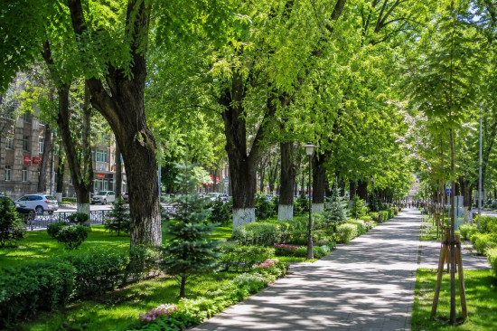 За каждое срубленное дерево предлагают высаживать пять новых