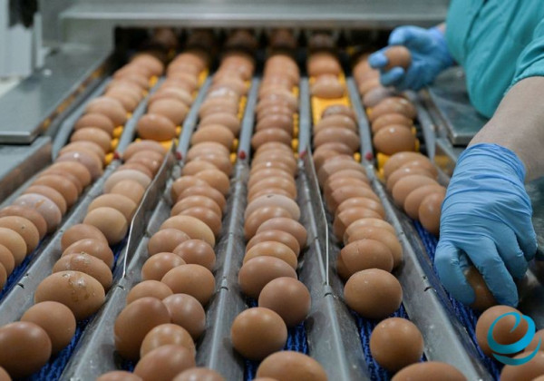 Кыргызстан вводит временный запрет на импорт куриных яиц