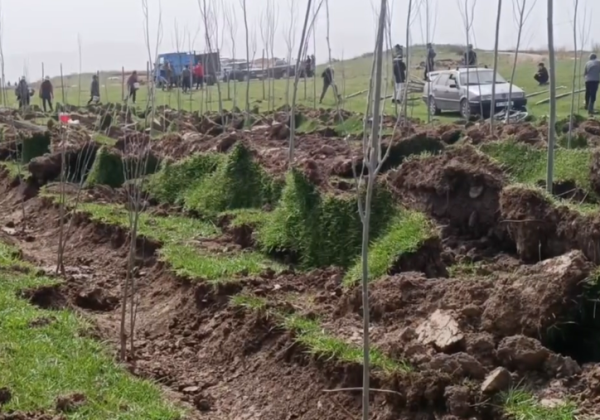 На берегу реки Жети-Өгүз было высажено 3,2 тысячи саженцев