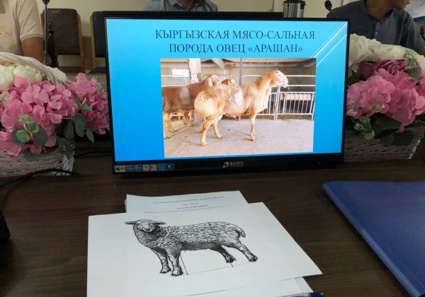Эт-май багытындагы койлорду бонитировка кылуу боюнча атайын окуу курсу башталды
