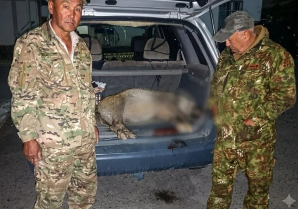 Баткенде жапайы каманды аткан жаранга айып салынды
