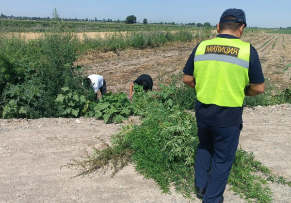В Чуйской области милиция начала операцию по уничтожению дикорастущей конопли