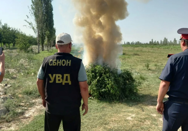 В Баткенской области уничтожили 3,4 тонны дикорастущей конопли