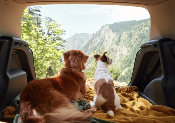 Кыргызстан только осваивает pet-friendly туризм: что мешает отелям принимать гостей с животными