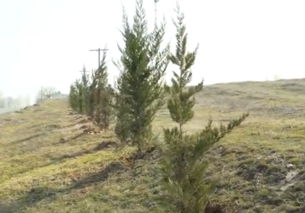 Ош-Араван жолунун жээгинде 100 түп арча көчөтү отургузулду
